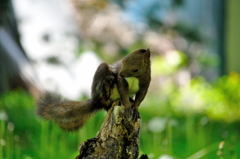 かぃ～の、かぃ～のぉ（笑）