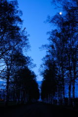 夜明けの白樺並木