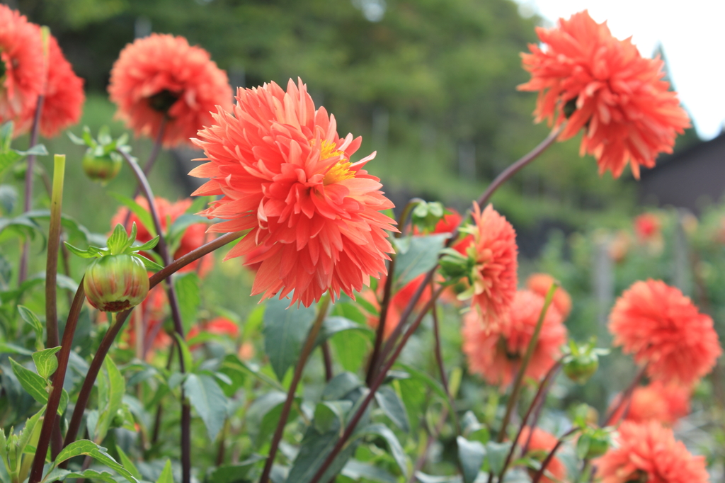 日野ダリア園（その８）