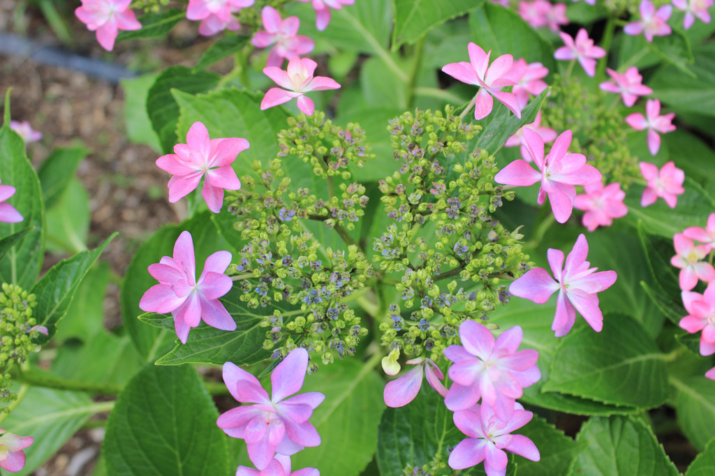 もりやま芦刈園（その７）