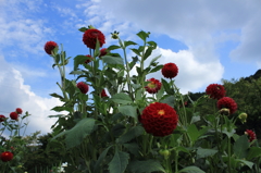 日野ダリア園（その４）