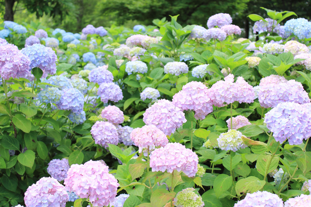 もりやま芦刈園（その４）