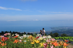 箱館山ゆり園（その９）