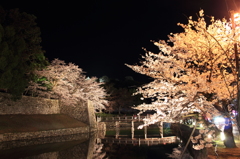 夜桜04