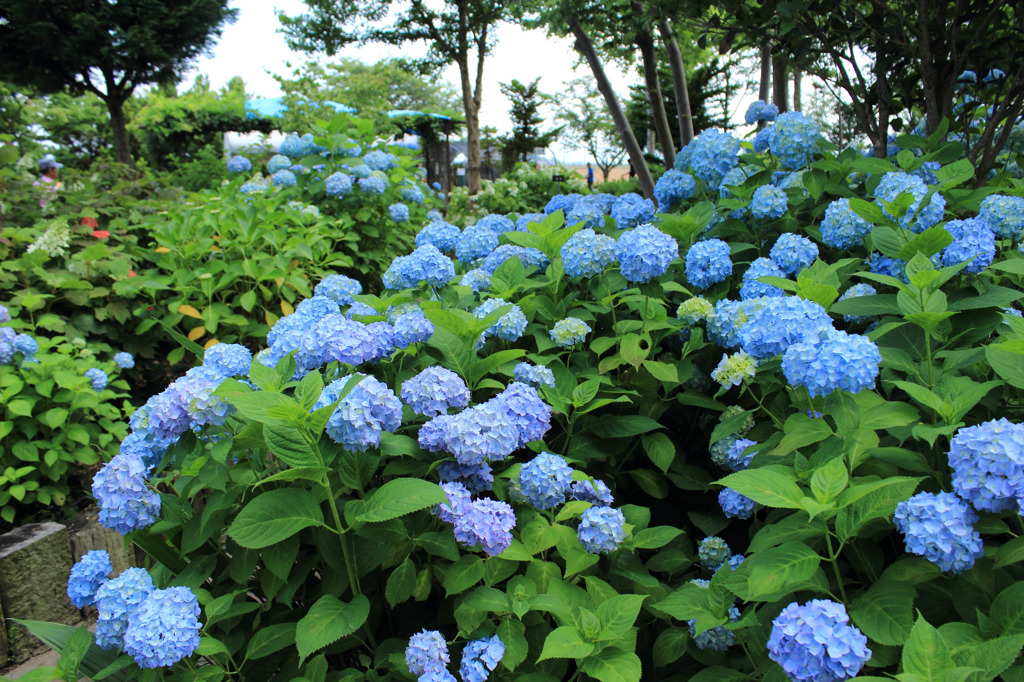 もりやま芦刈園（その６）