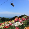 箱館山ゆり園（その８）