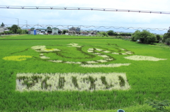 田んぼアート