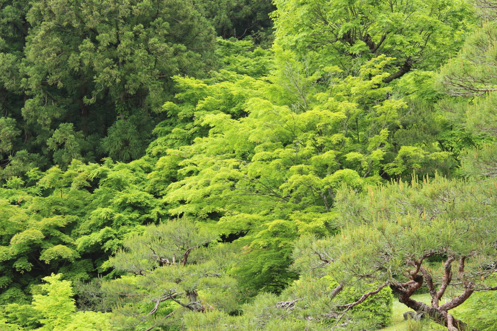 百済寺・湖東三山～その３