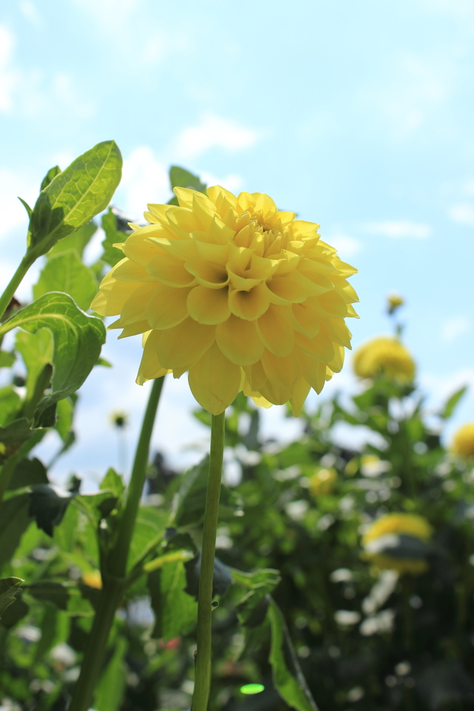 日野ダリア園（その１）