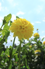 日野ダリア園（その１）