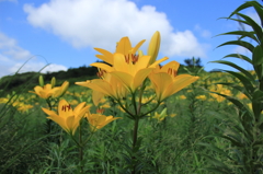 箱館山ゆり園（その７）