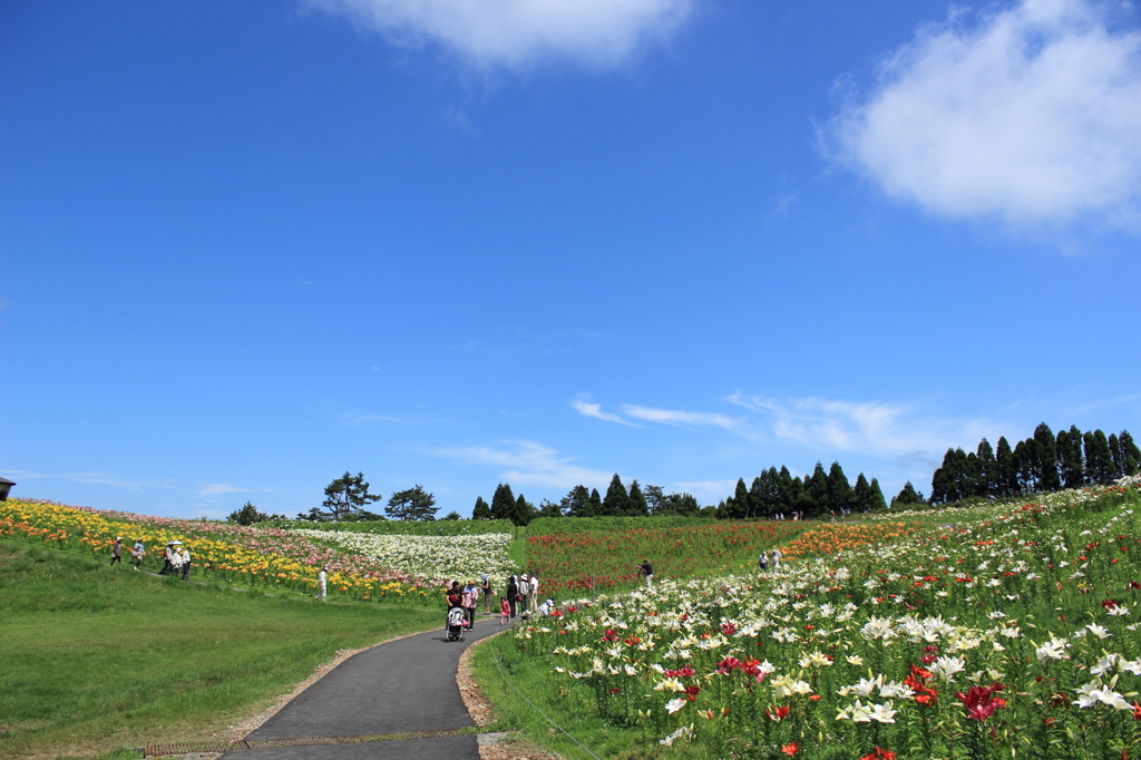 箱館山ゆり園（その６）