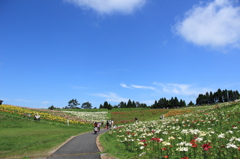 箱館山ゆり園（その６）