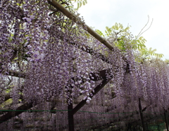 藤（その２）