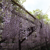 藤（その２）