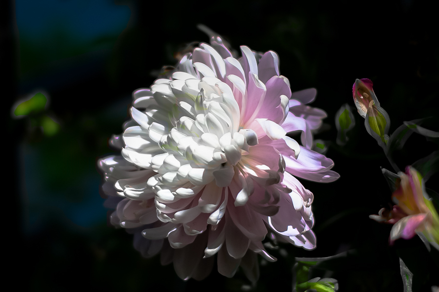 菊