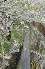 水桜
