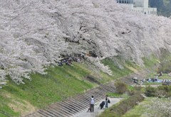 桜盛