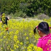 菜の花畑でつかまえて