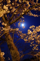 月明かりの夜桜