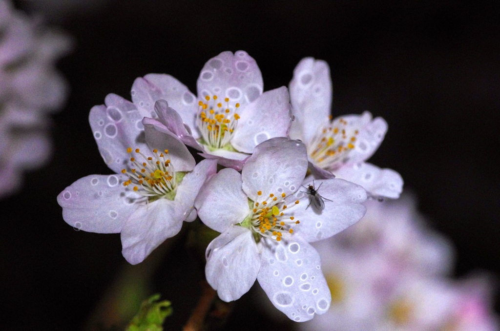 雨上がりの夜桜