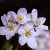 雨上がりの夜桜