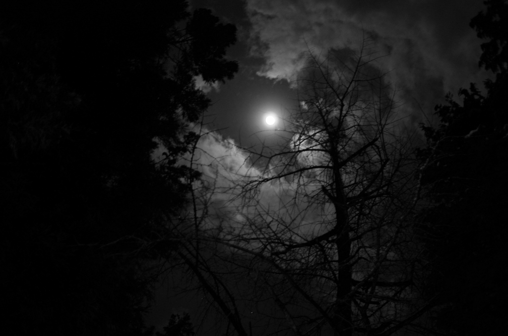 木々の月光浴