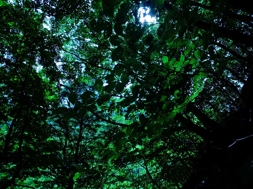 癒しの風景