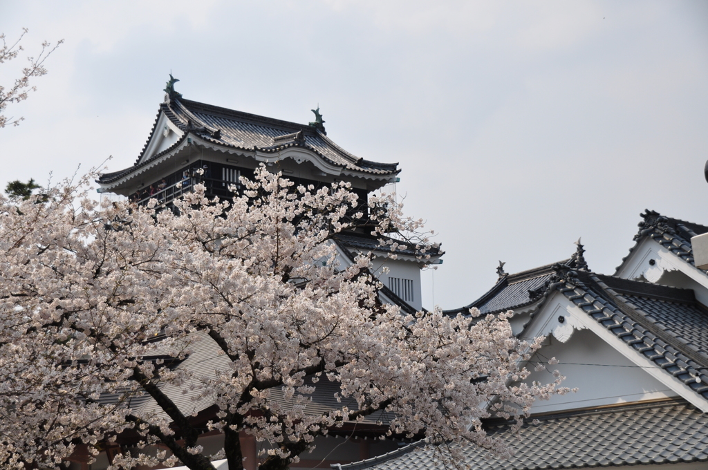 桜と城