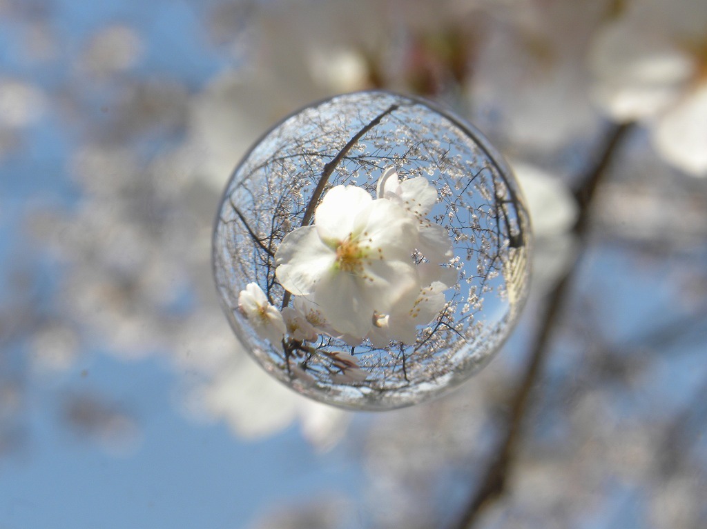 桜玉（宙玉）