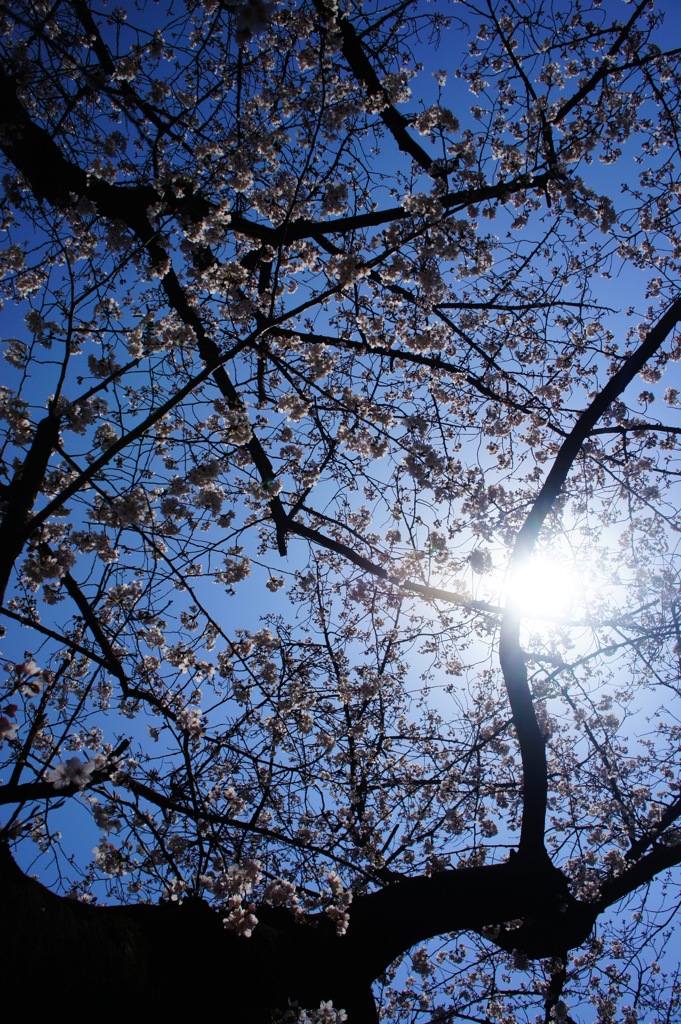 満開の桜！