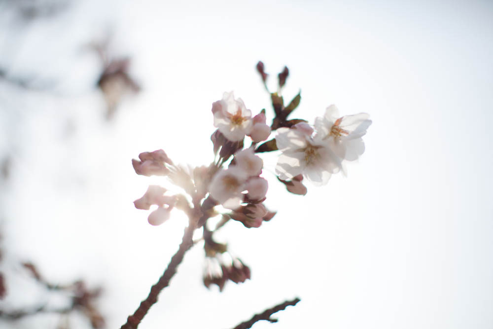 桜？
