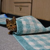 すげー面白いことを思いついた時