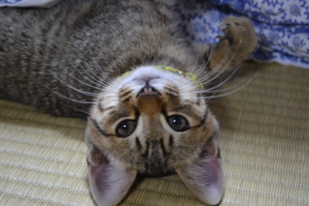逆さまでもかわいい