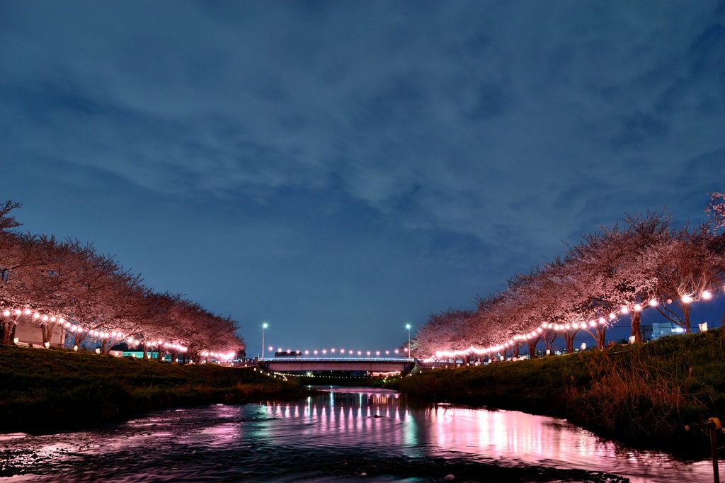 桜カラー