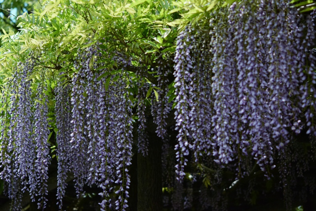 花の匂い