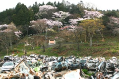被災地に咲く桜
