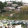 被災地に咲く桜