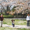 桜の木の下でキミに出会った