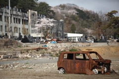 桜の記憶