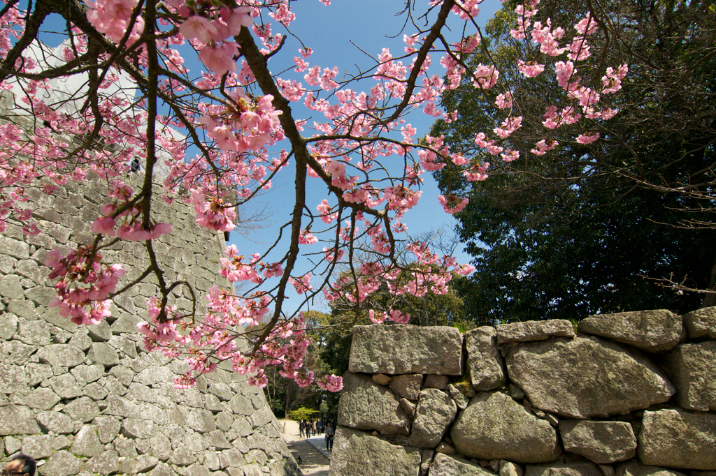 城壁と桜と