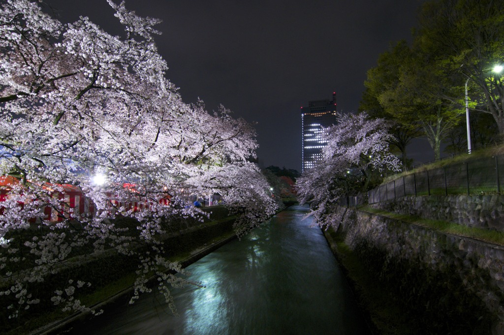 川と夜桜