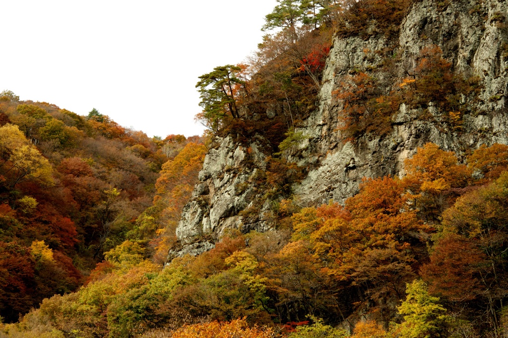岩の竜