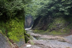 川底の苔
