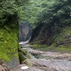 川底の苔