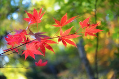 Red leaf　３