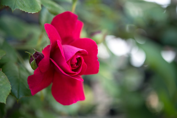 薔薇-6