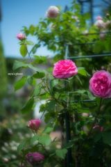 薔薇