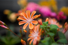 庭の花