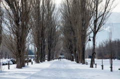 Snow and forest ２